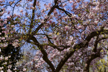 magnolia flowers close up in early spring in sunny weather