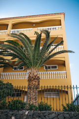 palm tree in the city 