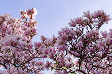 magnolia flowers close up in early spring in sunny weather