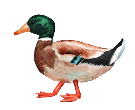 Male wild duck watercolor