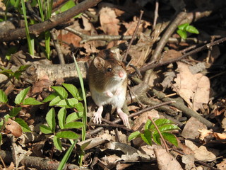The field mouse stands on its hind legs
