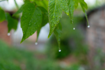 close up of green leaves with raindrop