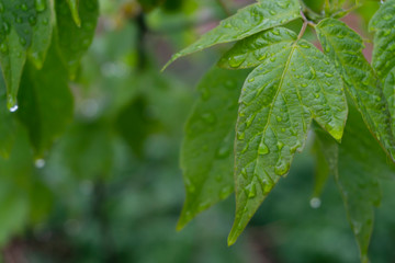 close up of green leaves with raindrop