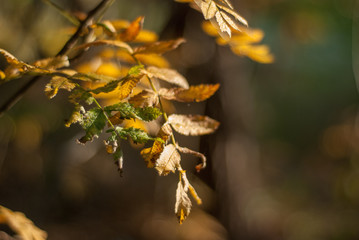 yellow autumn leaves