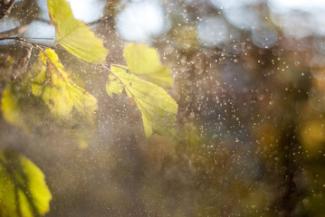 autumn leaves in the rain