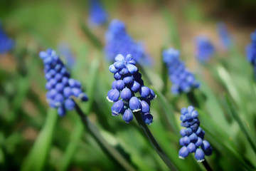 Muscari flowers close - up, background. Blue spring flowers
