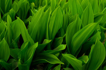 Obraz premium Green young leaves in the spring garden. Grassy flowering plant lily of the valley. Dense thickets of young shoots of lily of the valley in the forest. Nature, ecology. Close-up. Floral background.