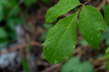 close up of green leaves with raindrops