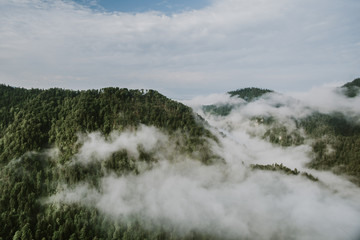 Forest in the mountains in summer