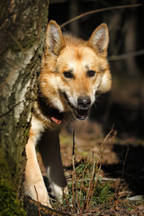 German shepherd on a leash