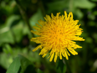 yellow dandelion flower