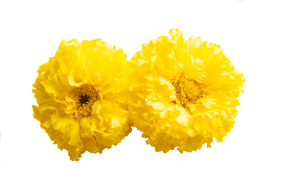 Yellow Marigold Isolated