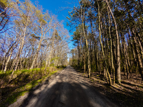A forest road photographed with a wide-angle sports camera