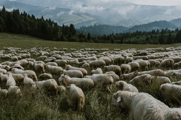 Fototapeta premium Flock of sheep, Mountain view in the background