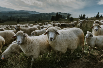 Fototapeta premium Flock of sheep, Mountain view in the background