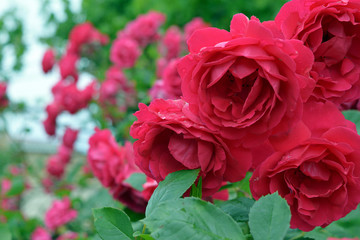 background with blooming red tea rose after rain