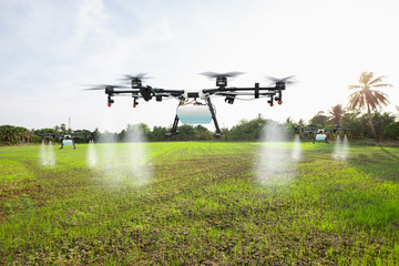 Agriculture drone fly to spray fertilizer on the babe rice fields