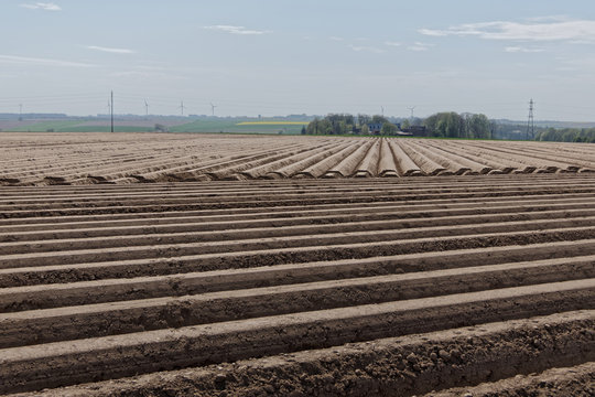 Champs de pommes de terre en plantation - Pas-de-Calais - France