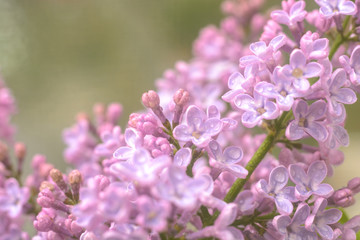 Flowers and grass with water drops. Macro with soft focus and blur
