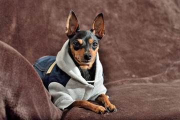 perro minipincher en el sillón con un chándal 