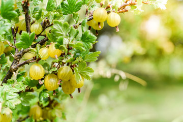 Fresh gooseberry on the bush. Bio product. Healthy lifestyle. 