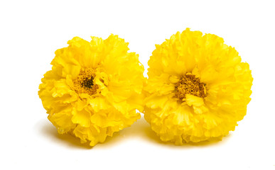 yellow marigold isolated