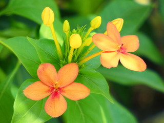 Beautiful Orange Flower