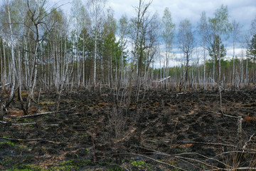 Forest after a fire in Ukraine.  Burned grass. Environmental disaster. Copy space.