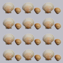 Seashell pattern. Texture with shells on a gray background.