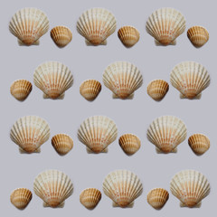 Seashell pattern. Texture with shells on a gray background.