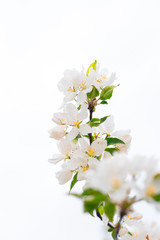 Blooming apple tree branches on white background. Close up for white apple flower buds on a branch. Springtime concept