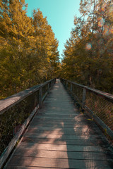 bridge in autumn