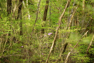 The flowers are beginning to grow and everything is becoming green.