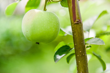 Fresh green apple on the tree. Bio product. Healthy lifestyle. 