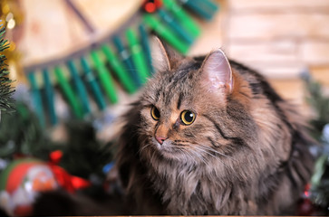 beautiful brown with stripes norwegian forest cat