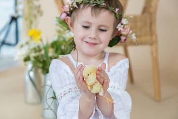  A Little girl in a white dress is  sitting on the floor in-studio on the beige background holding the yellow chicken in her hands