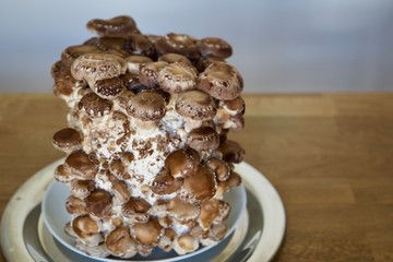 Shiitakepilze Fertigkultur (Lentinula edodes)