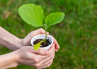 Eggplant sprout in a plastic cup in the hands of a gardener woman. A girl's hand is holding a plastic peat pot with a green eggplant sprout.