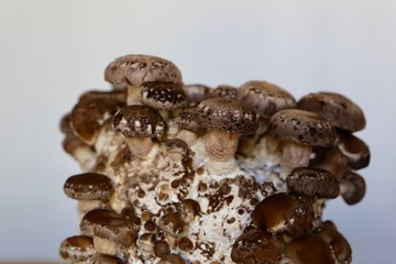 Shiitakepilze Fertigkultur (Lentinula edodes)