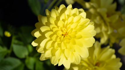 Beautiful yellow flower petals close-up macro shop