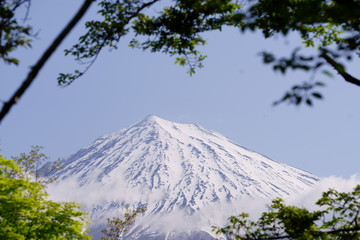 The cherry trees started blossoming all at once.