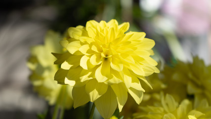 Beautiful yellow flower petals close-up macro shop