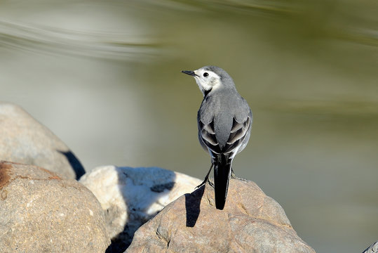 lavandera blanca