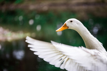 Ente beim Flügelschlag