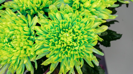 Beautiful toxic green chrysanthemum flowers. Close-up macro shot of flower bouquet.