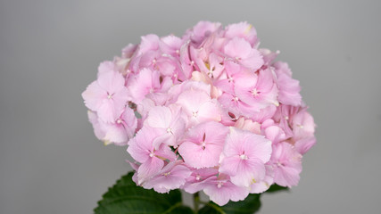 Beautiful pink hortensia hydrangea close-up macro shot. Isolated flower.
