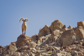 Bighorn sheep on rocks