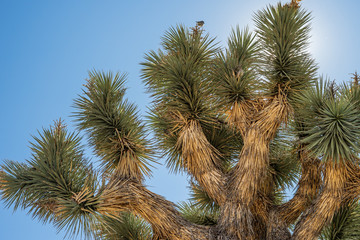 Joshua tree on blue sky