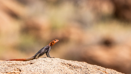 Red headed rock agama