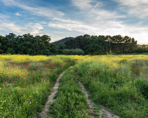 Paisaje y prado junto a un camino con muchas flores